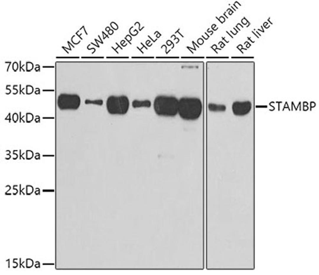 Western blot - STAMBP antibody (A7065)