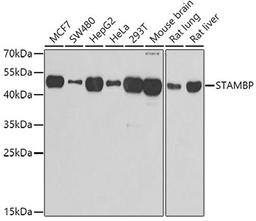 Western blot - STAMBP antibody (A7065)