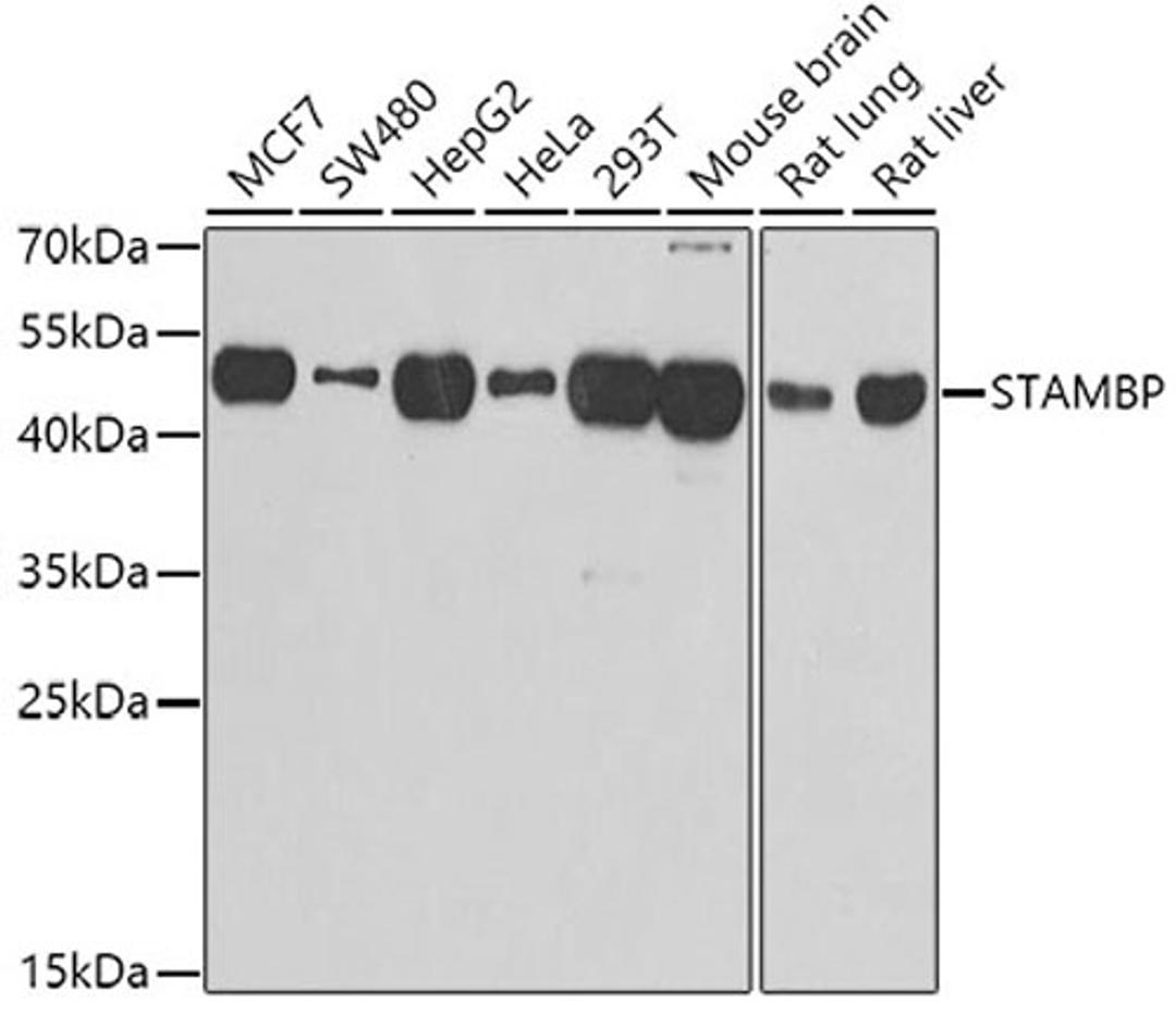 Western blot - STAMBP antibody (A7065)
