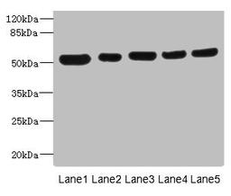 Western blot. All lanes: ATXN10 antibody at 4.79µg/ml. Lane 1: A431 whole cell lysate. Lane 2: LO2 whole cell lysate. Lane 3: HepG2 whole cell lysate. Lane 4: 293T whole cell lysate. Lane 5: Hela whole cell lysate. Secondary. Goat polyclonal to rabbit IgG at 1/10000 dilution. Predicted band size: 54, 47 kDa. Observed band size: 54 kDa