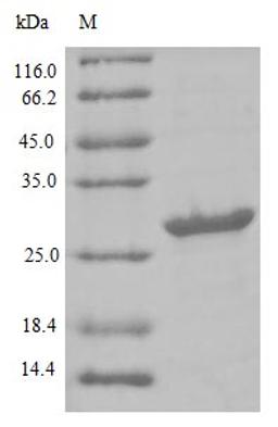 (Tris-Glycine gel) Discontinuous SDS-PAGE (reduced) with 5% enrichment gel and 15% separation gel.