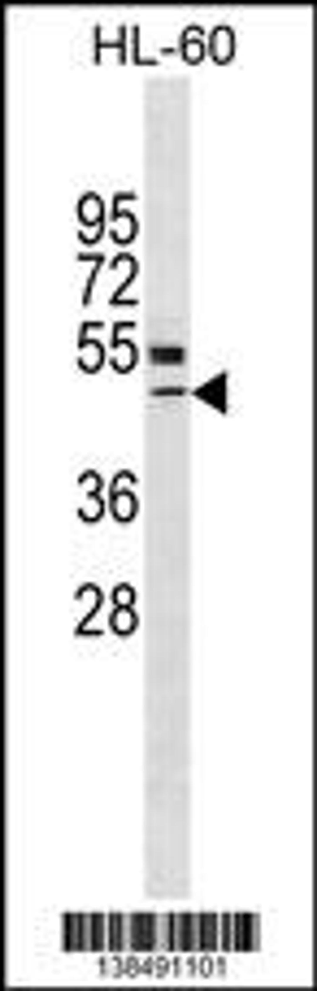 Western blot analysis in HL-60 cell line lysates (35ug/lane).