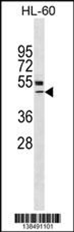 Western blot analysis in HL-60 cell line lysates (35ug/lane).