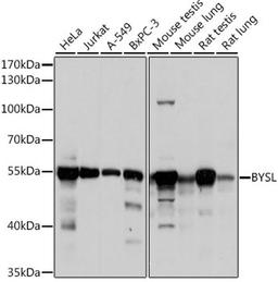 Western blot - BYSL antibody (A11993)