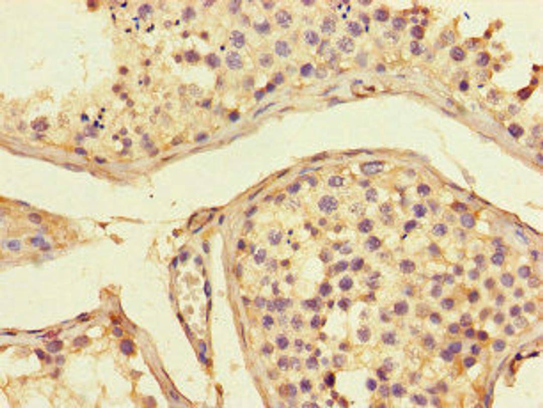 Immunohistochemistry of paraffin-embedded human testis tissue using CSB-PA001376LA01HU at dilution of 1:100