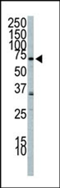 Western Blot in A549 cell lysate. PI3KR2 (arrow) was detected using purified Pab. Secondary HRP-anti-rabbit was used for signal visualization with chemiluminescence.