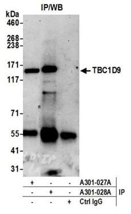 Detection of human TBC1D9 by western blot of immunoprecipitates.