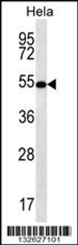 Western blot analysis in Hela cell line lysates (35ug/lane).