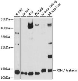 Western blot - FXN / Frataxin antibody (A11785)