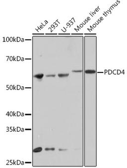 Western blot - PDCD4 Rabbit mAb (A9068)