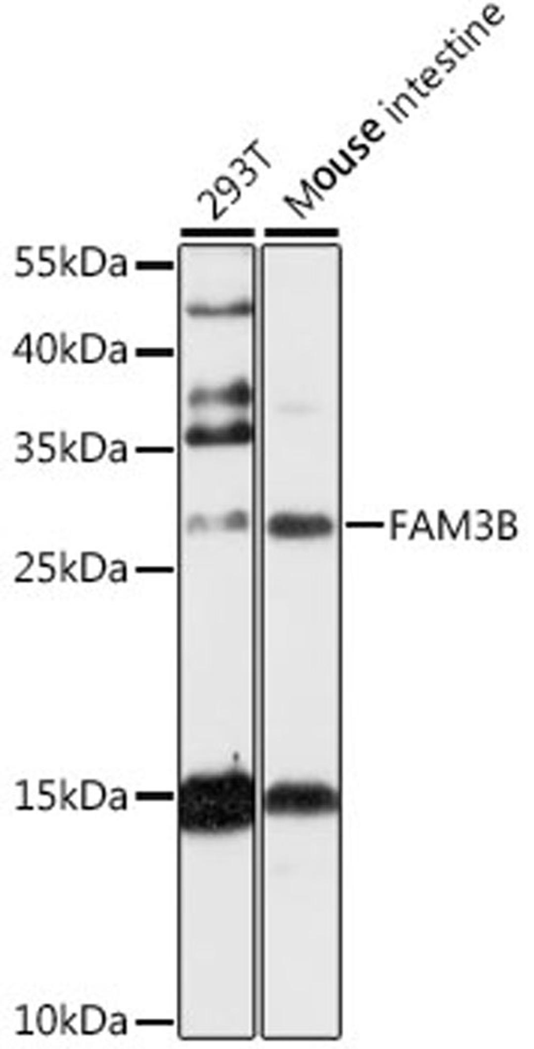 Western blot - FAM3B antibody (A13592)