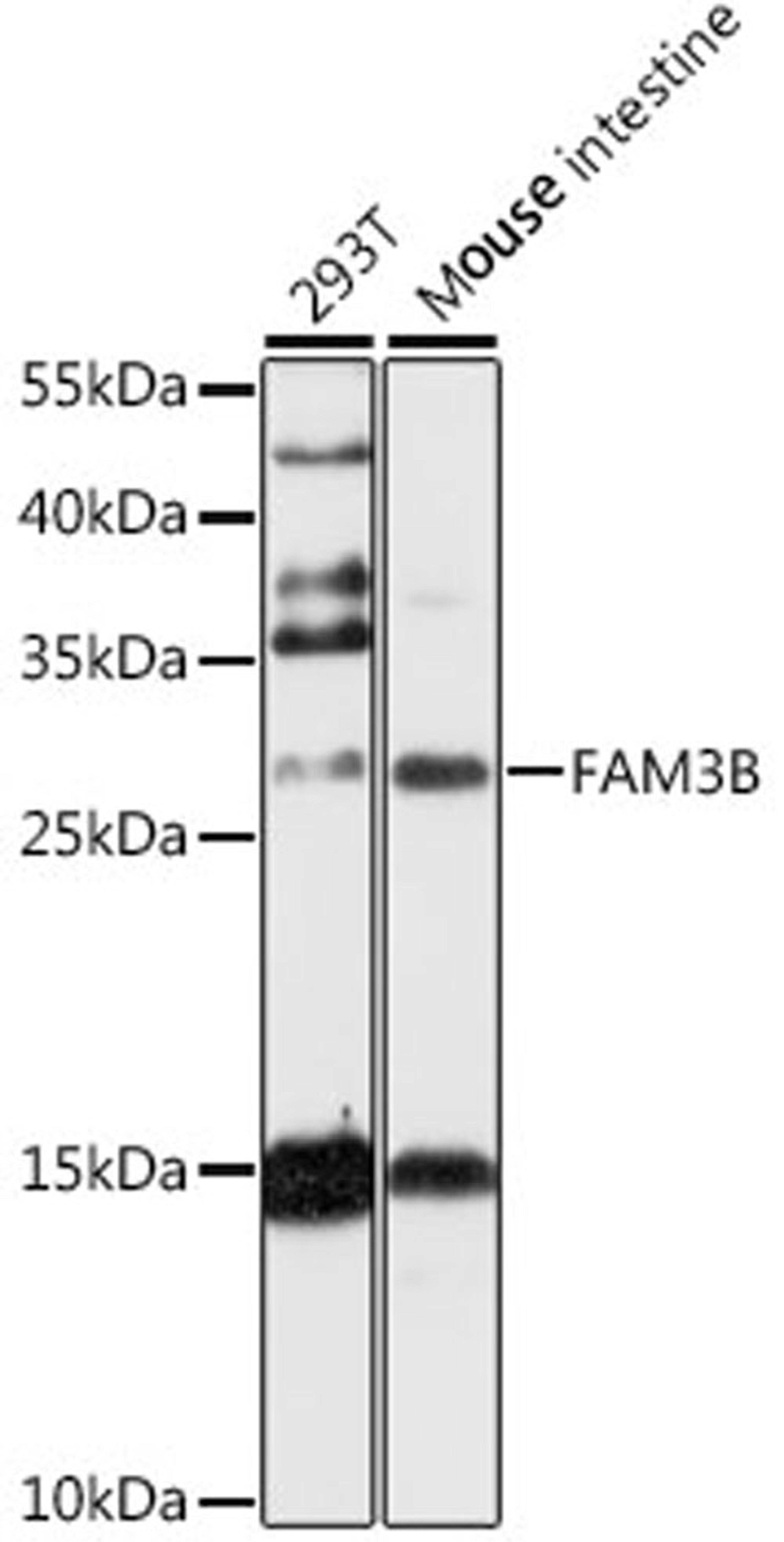 Western blot - FAM3B antibody (A13592)