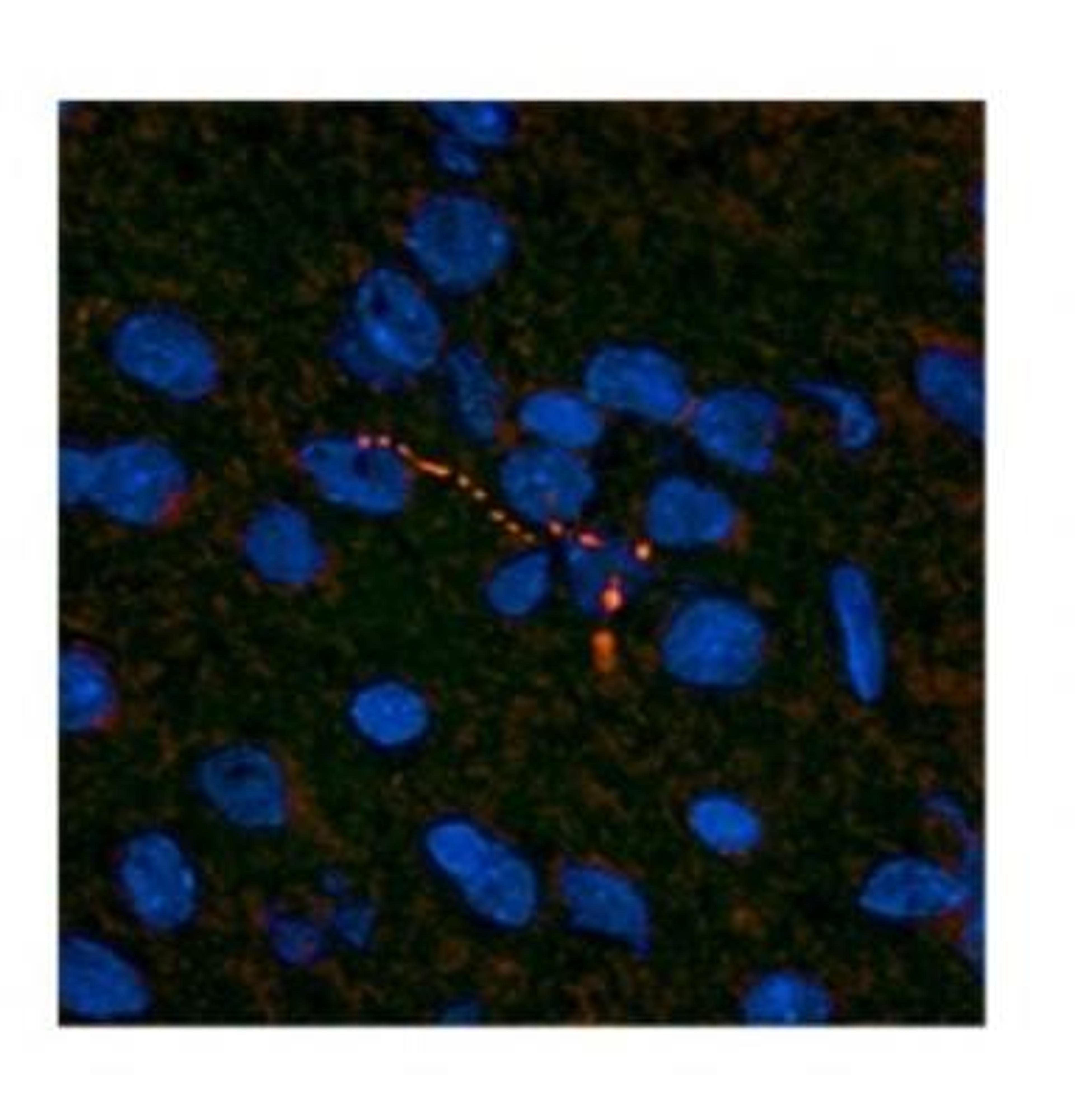 Immunocytochemistry: Leptin/OB Antibody [NBP1-59324] - Rat and mouse brain, 10 ug/ml.  Observed staining in cytoplasmin neurons