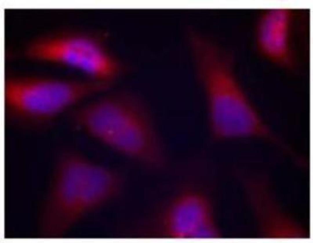 Immunocytochemistry/Immunofluorescence: PKR [p Thr446] Antibody [NB100-82156] - Immunofluorescent staining of methanol-fixed Hela cells using PKR [p Thr446] antibody.