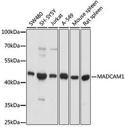 Western blot - MADCAM1 antibody (A3005)