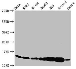 Western Blot. Positive WB detected in: Hela whole cell lysate, K562 whole cell lysate, HL60 whole cell lysate, HepG2 whole cell lysate, 293 whole cell lysate, Rat spleen tissue, Rat heart tissue. All lanes: HIST1H2BC antibody at 1.4µg/ml. Secondary. Goat polyclonal to rabbit IgG at 1/50000 dilution. Predicted band size: 14 kDa. Observed band size: 14 kDa