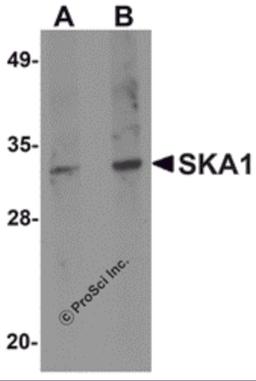 Western blot analysis of SKA1 in A549 cell lysate with SKA1 antibody at (A) 0.5 and (B) 1 μg/mL.