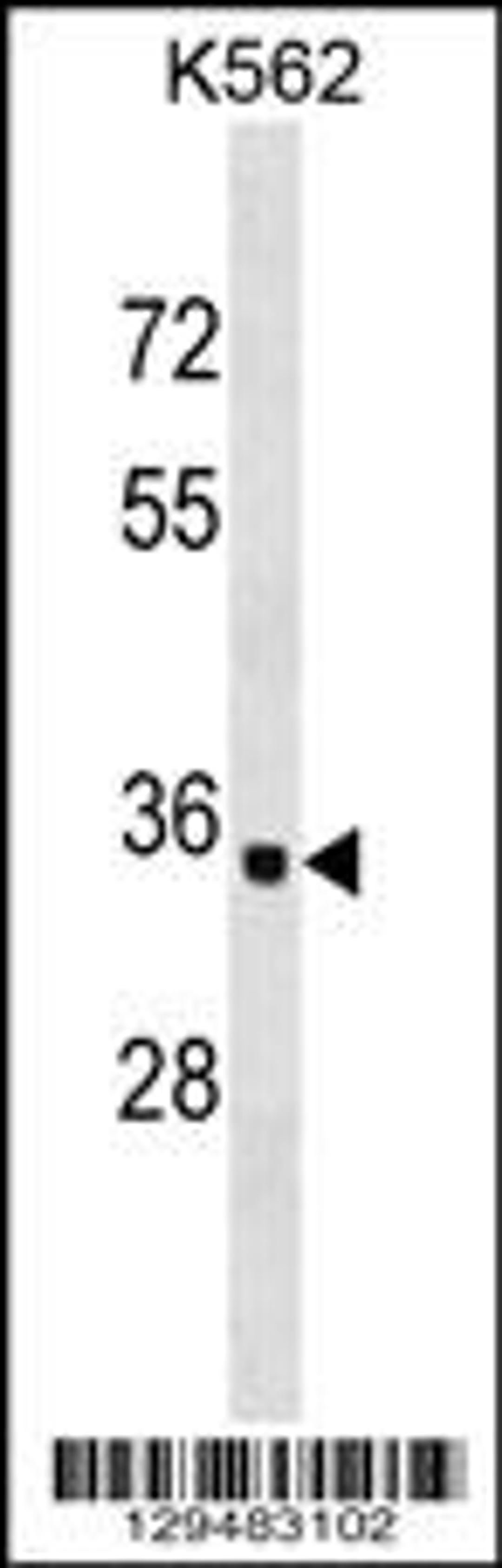 Western blot analysis in K562 cell line lysates (35ug/lane).