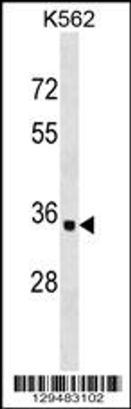 Western blot analysis in K562 cell line lysates (35ug/lane).