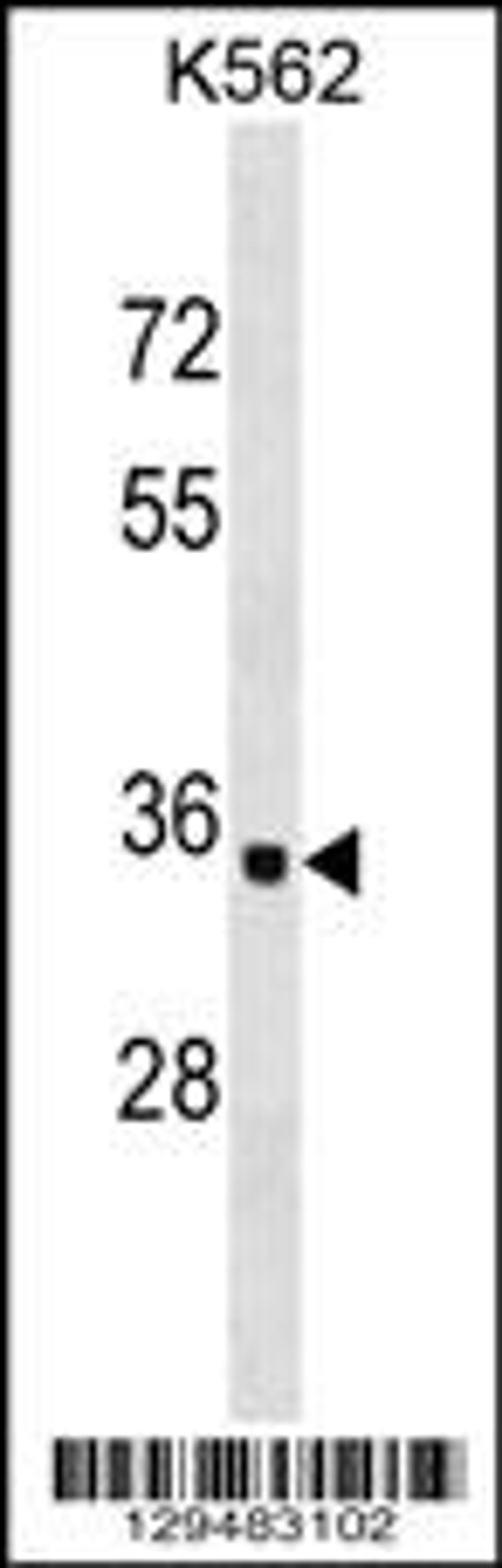 Western blot analysis in K562 cell line lysates (35ug/lane).