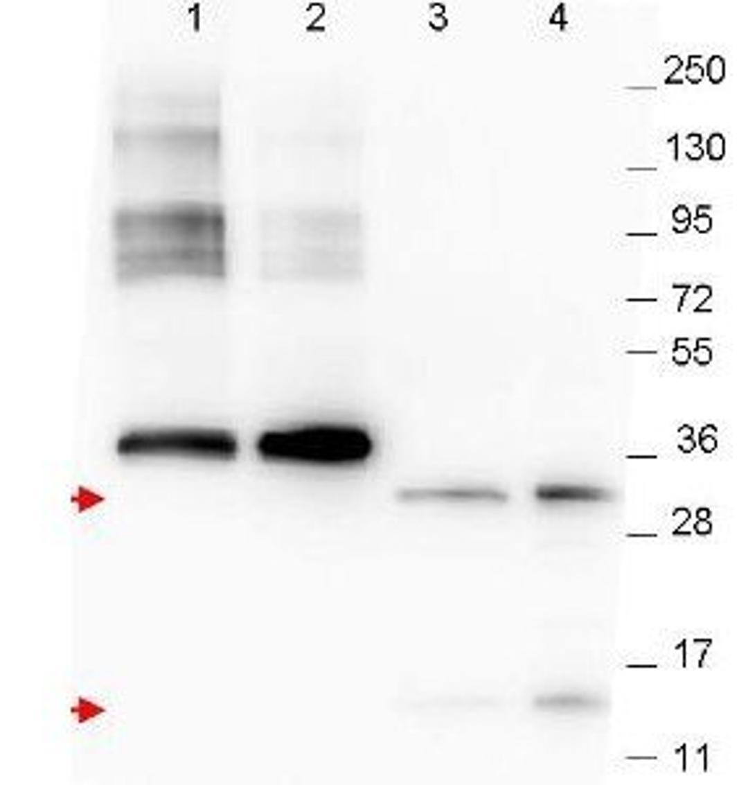 Western blot analysis of whole cell lysates: lane 1 - yeast cell lysate expressing NAG-1 H variant with SUMO expression tag at 36 kDa; lane 2 - yeast cell lysate using NAG-1 antibody