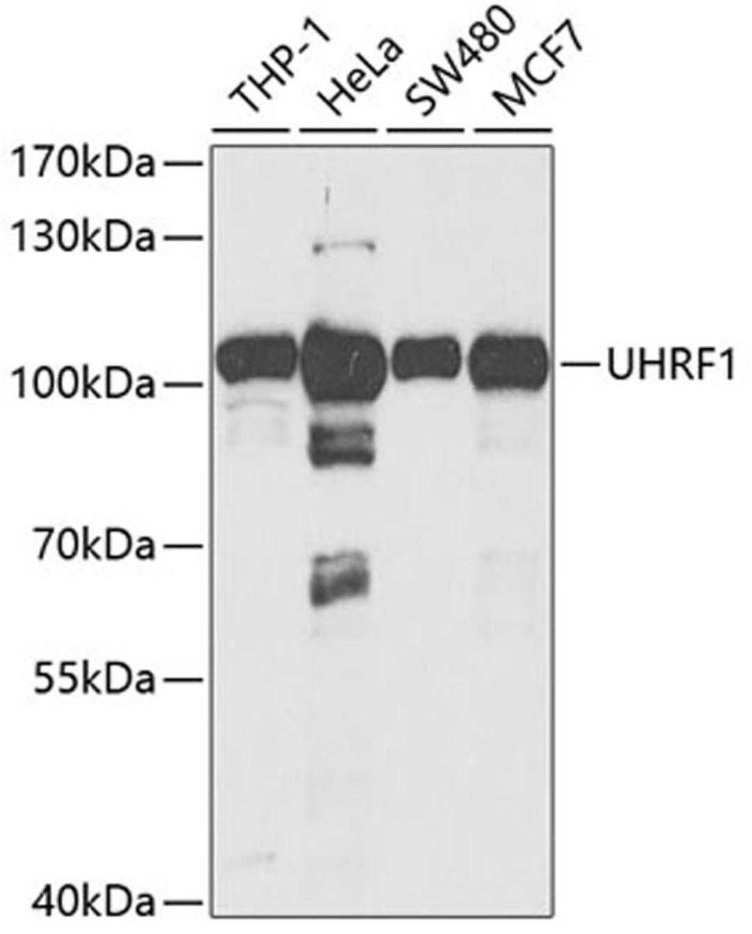 Western blot - UHRF1 antibody (A2343)