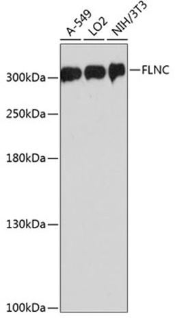 Western blot - FLNC antibody (A13018)