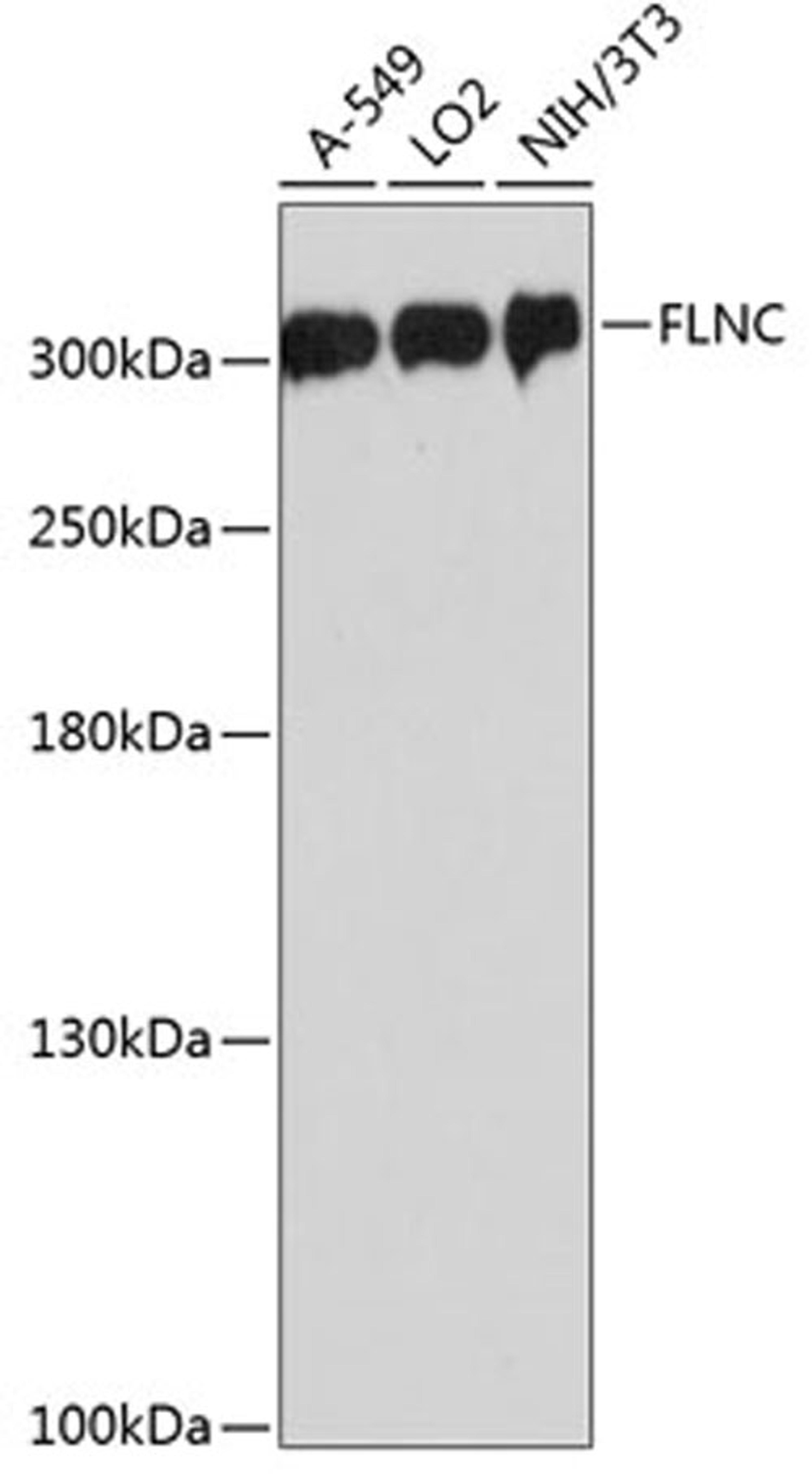 Western blot - FLNC antibody (A13018)