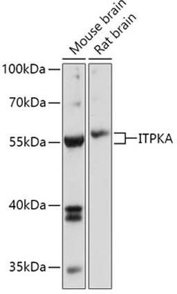 Western blot - ITPKA antibody (A17503)