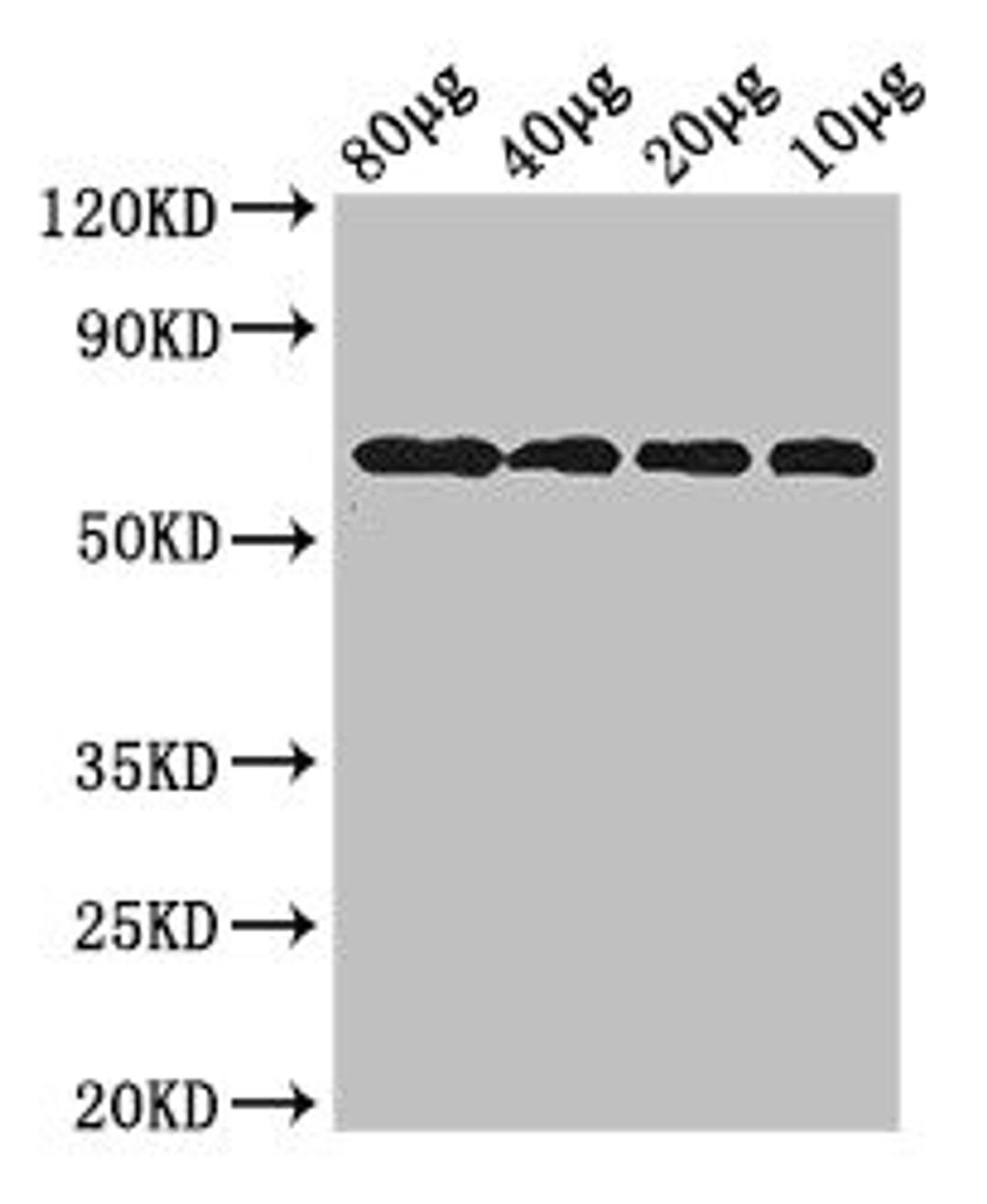 Western Blot. Positive WB detected in: Rosseta bacteria lysate at 80ug, 40ug, 20ug, 10ug. All lanes: yedQ antibody at 2.5ug/ml. Secondary. Goat polyclonal to rabbit IgG at 1/50000 dilution. predicted band size: 65 kDa. observed band size: 65 kDa. 