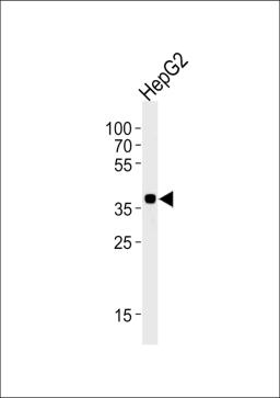 Western blot analysis of lysate from HepG2 cell line, using OR2M7 Antibody at 1:1000 at each lane.