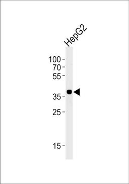 Western blot analysis of lysate from HepG2 cell line, using OR2M7 Antibody at 1:1000 at each lane.