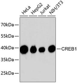 Western blot - CREB1 antibody (A10826)