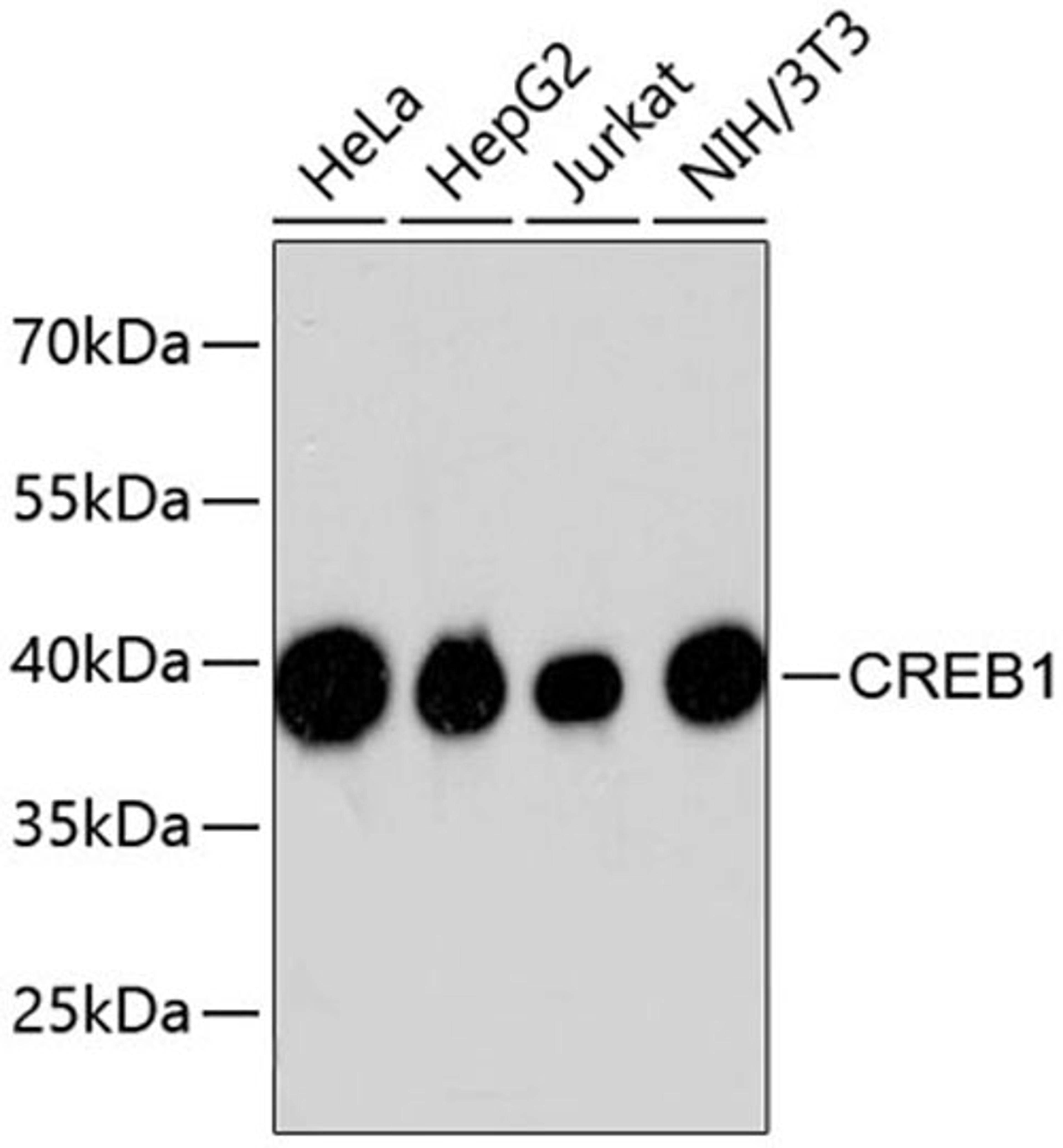 Western blot - CREB1 antibody (A10826)