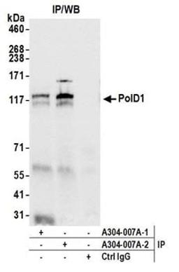 Detection of human PolD1 by western blot of immunoprecipitates.