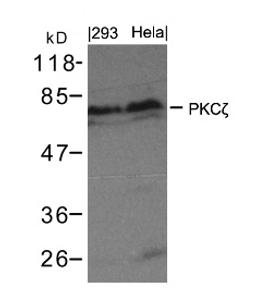 Western blot analysis of extract from 293 cells and HeLa using PKCzeta (Ab-410).