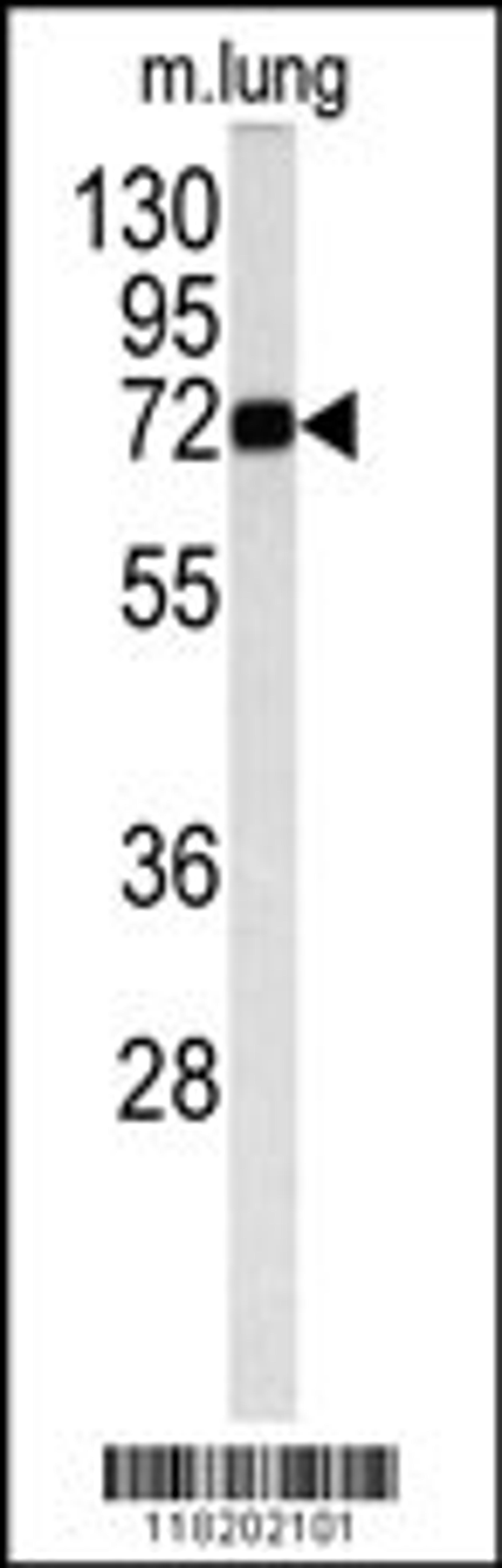 Western blot analysis of MAOB antibody in mouse lung tissue lysates (35ug/lane)