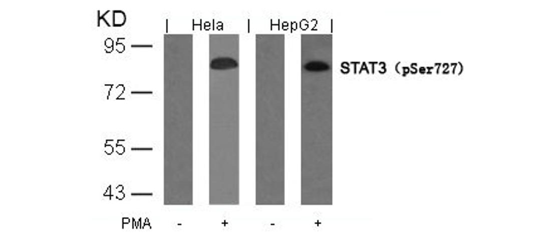 Western blot analysis of extracts from Hela and HepG2 cells untreated or treated with PMA usingSTAT3(Phospho-Ser727) Antibody.