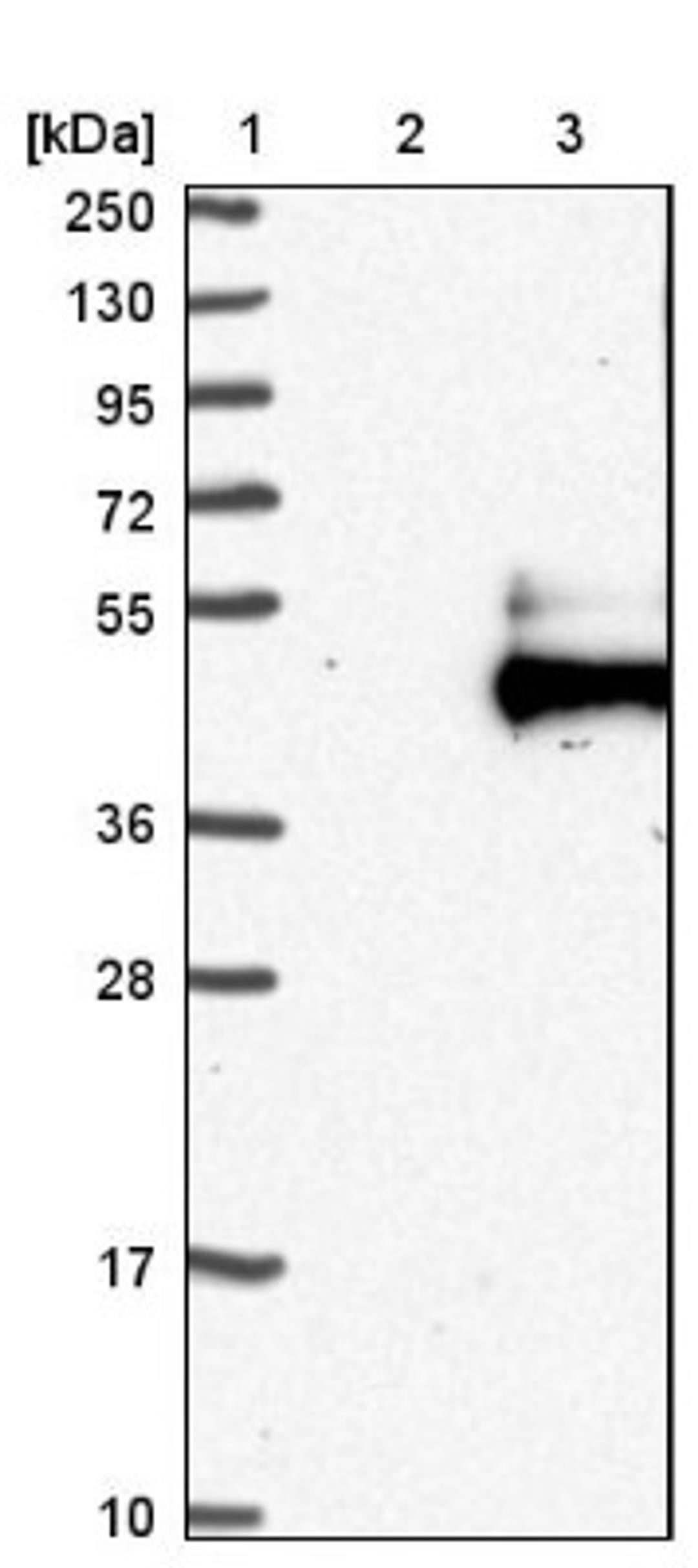 Western Blot: FSTL1 Antibody [NBP1-83425] - Lane 1: Marker [kDa] 250, 130, 95, 72, 55, 36, 28, 17, 10<br/>Lane 2: Negative control (vector only transfected HEK293T lysate)<br/>Lane 3: Over-expression lysate (Co-expressed with a C-terminal myc-DDK tag (~3.1 kDa) in mammalian HEK293T cells, LY402088)