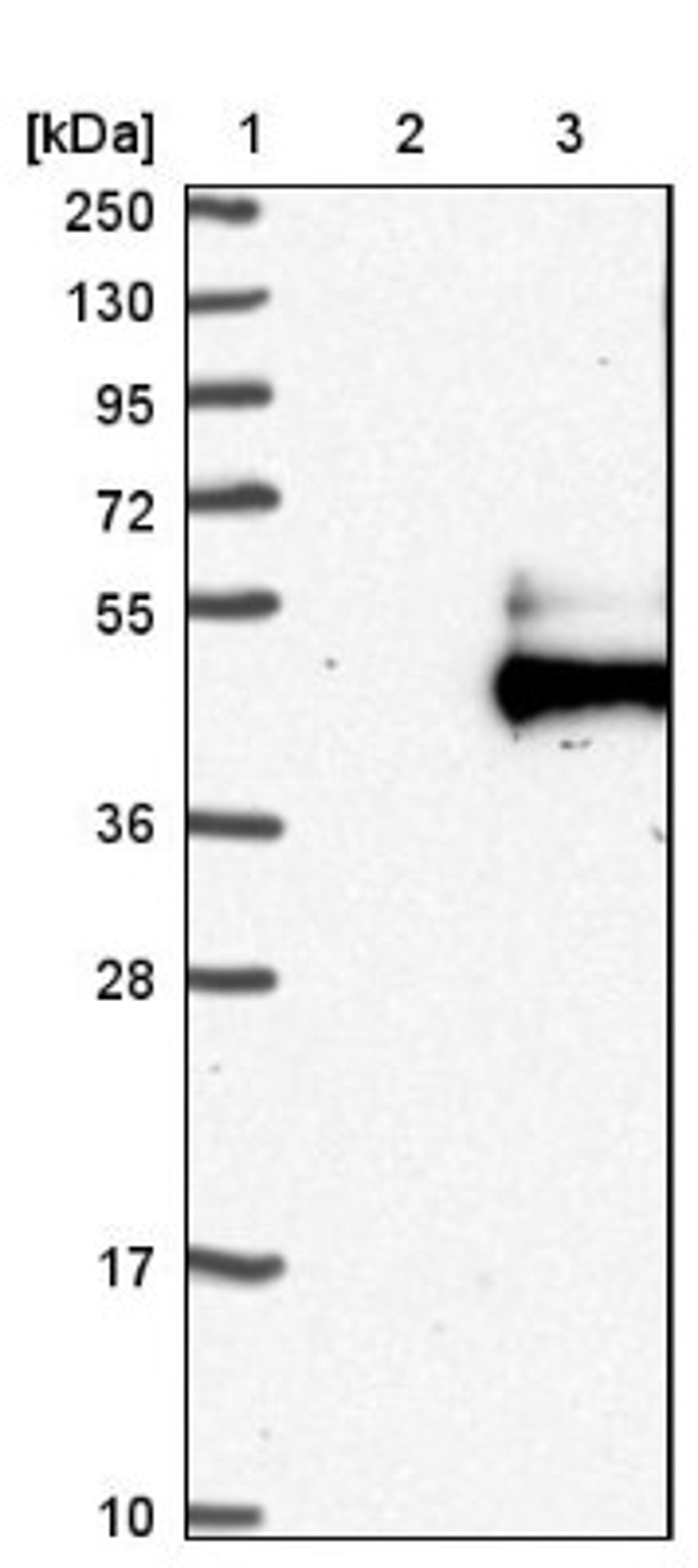 Western Blot: FSTL1 Antibody [NBP1-83425] - Lane 1: Marker [kDa] 250, 130, 95, 72, 55, 36, 28, 17, 10<br/>Lane 2: Negative control (vector only transfected HEK293T lysate)<br/>Lane 3: Over-expression lysate (Co-expressed with a C-terminal myc-DDK tag (~3.1 kDa) in mammalian HEK293T cells, LY402088)