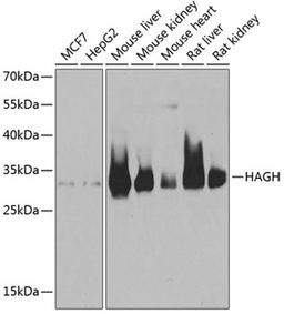 Western blot - HAGH antibody (A6615)