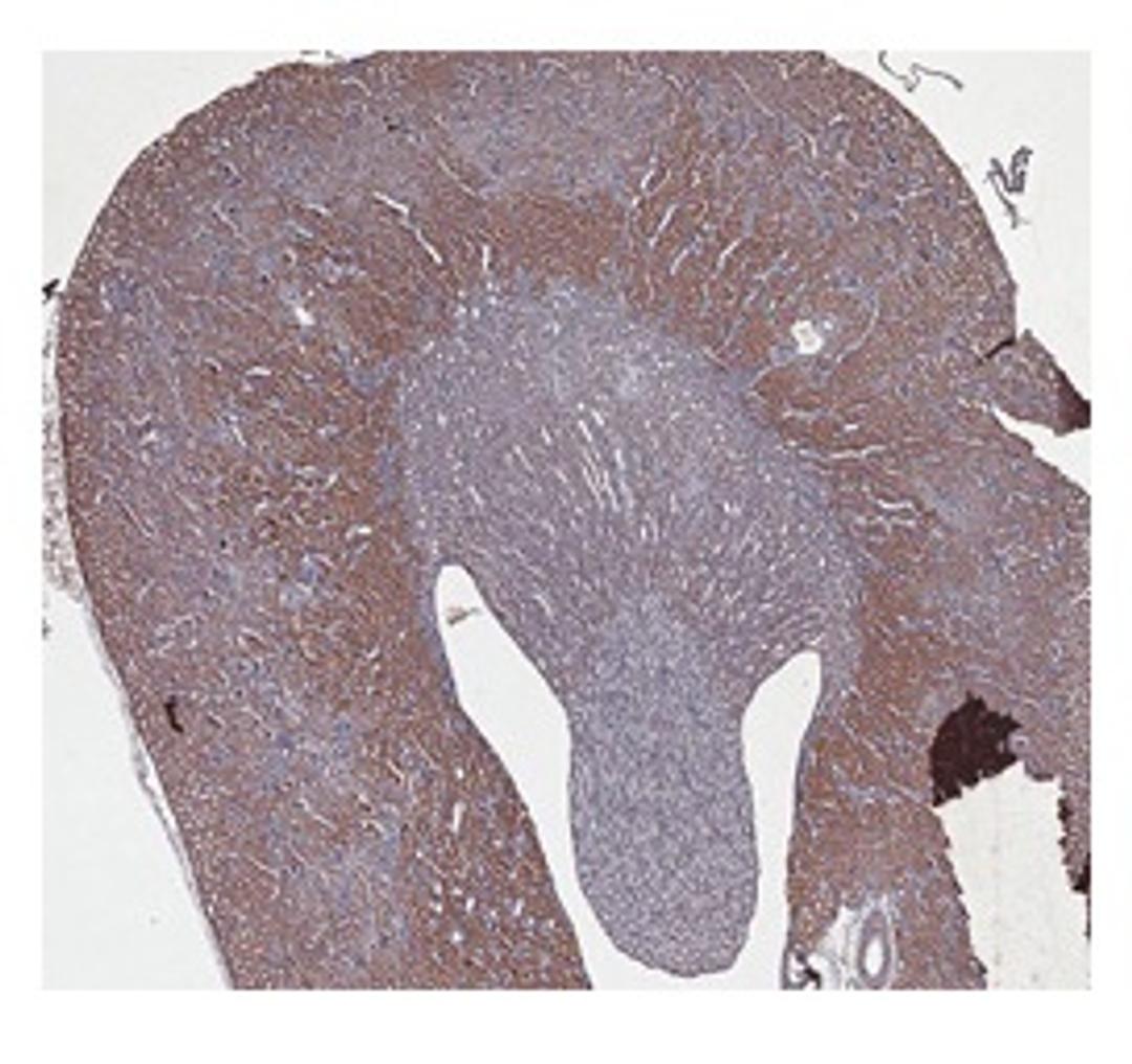 Antibody used in IHC on Mouse Brain.