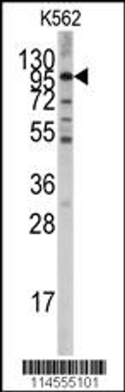 Western blot analysis of in K562 cell line lysates (35ug/lane).