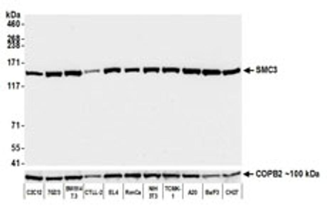 Detection of mouse SMC3 by western blot.