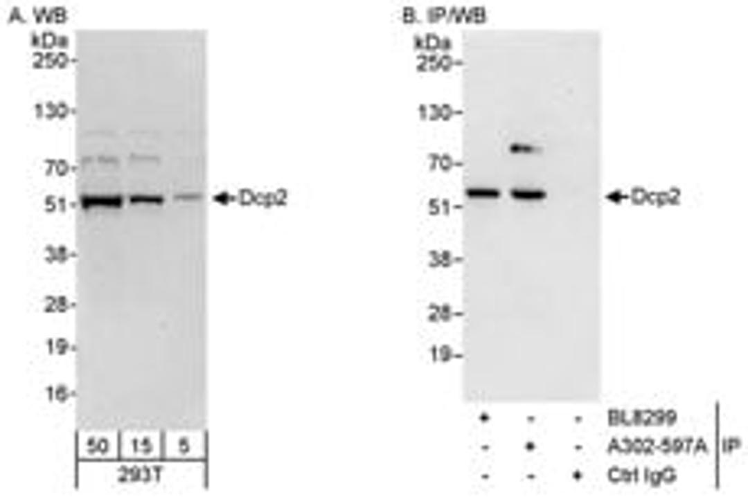 Detection of human Dcp2 by western blot and immunoprecipitation.