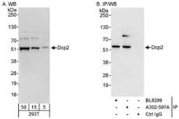 Detection of human Dcp2 by western blot and immunoprecipitation.