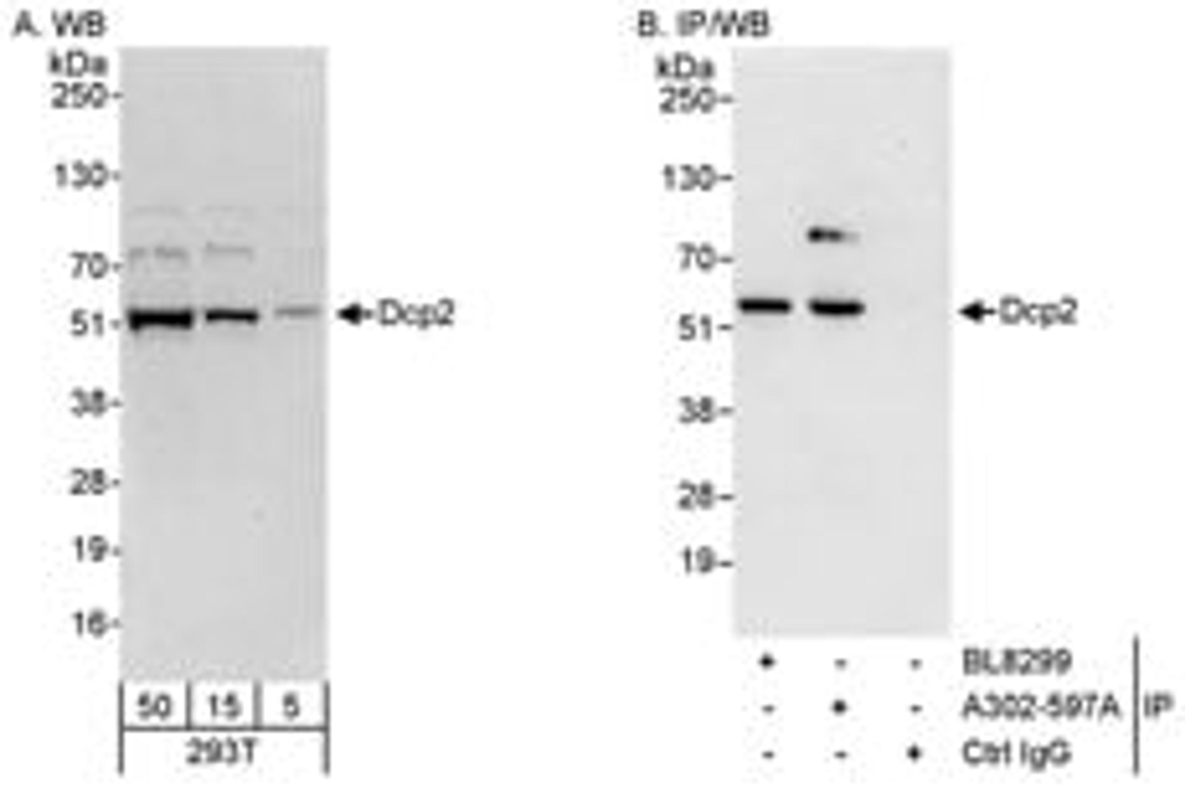 Detection of human Dcp2 by western blot and immunoprecipitation.