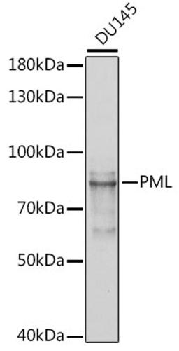 Western blot - PML antibody (A1184)