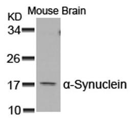 Western blot analysis of lysed extracts from Mouse Brain tissue using α-Synuclein (Ab-129).
