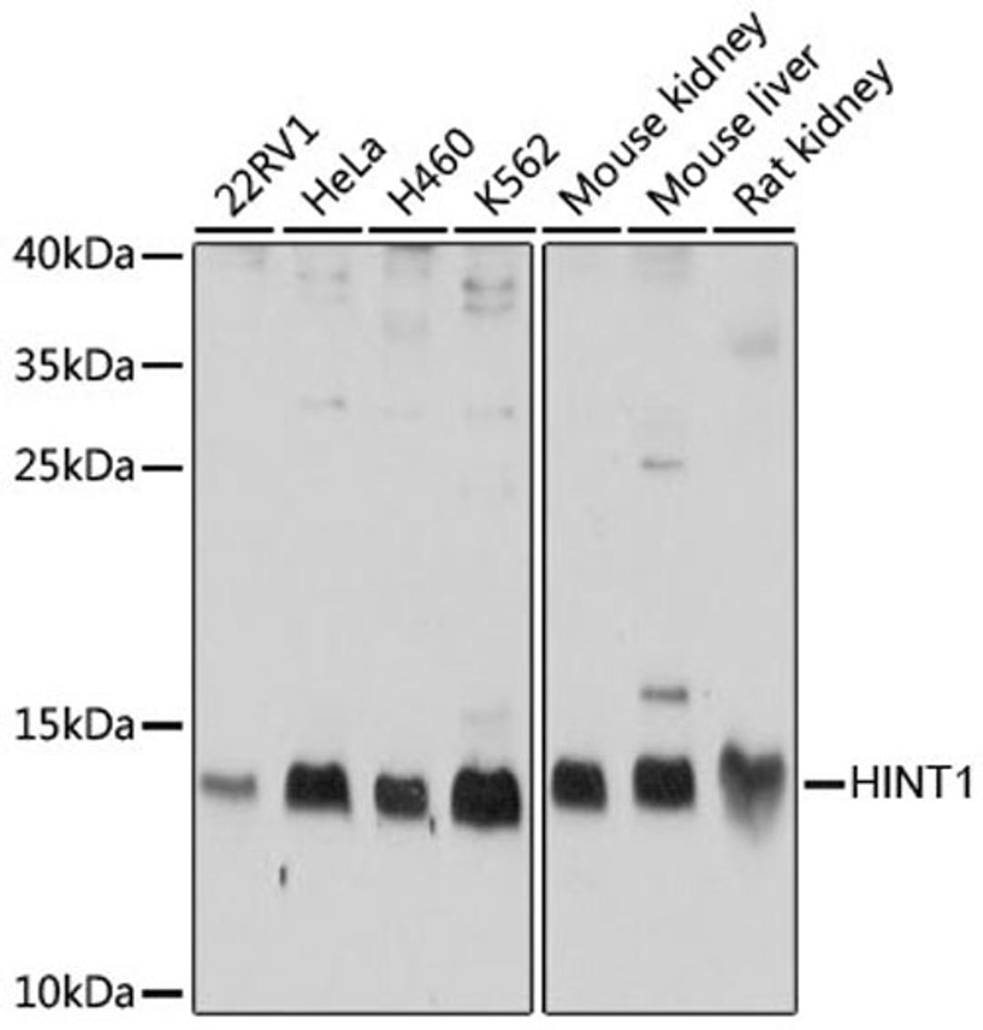 Western blot - HINT1 antibody (A10221)